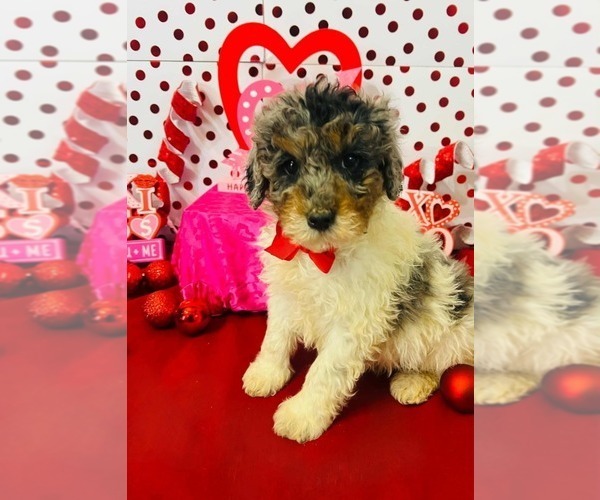 Medium Photo #1 Poodle (Miniature)-Poodle (Toy) Mix Puppy For Sale in INDIANAPOLIS, IN, USA