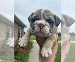 Puppy Rosie English Bulldog