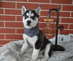 Small Photo #3 Siberian Husky Puppy For Sale in HONEY BROOK, PA, USA