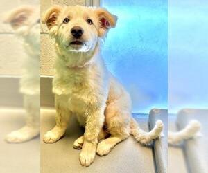 Great Pyrenees-Unknown Mix Dogs for adoption in Visalia, CA, USA