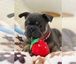 Small #2 French Bulldog