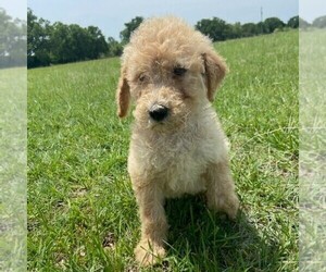 Goldendoodle-Poodle (Standard) Mix Puppy for sale in ITASCA, TX, USA