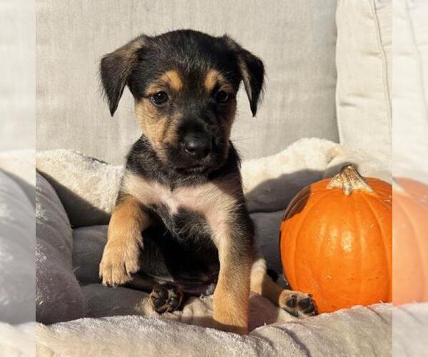 Medium Photo #2 Labrador Retriever-Unknown Mix Puppy For Sale in San Diego, CA, USA