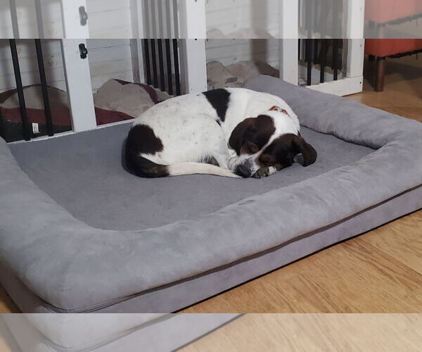 Medium Photo #6 Saint Bernard-Unknown Mix Puppy For Sale in Uwchlan, PA, USA