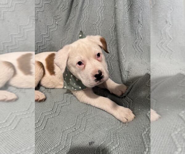 Medium Photo #6 American Pit Bull Terrier-Unknown Mix Puppy For Sale in MIDWAY, UT, USA