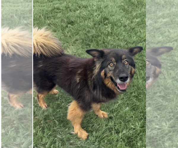 Medium Photo #5 Australian Shepherd-Unknown Mix Puppy For Sale in Newport Beach, CA, USA