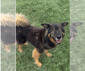Martin - Male Australian Shepherd-Unknown Mix Dog for Adoption - Photo #5