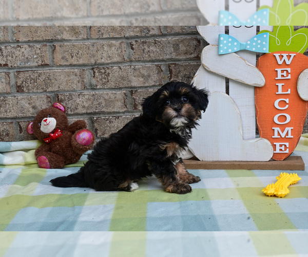 Medium Photo #7 Havapoo Puppy For Sale in GUTHRIE, KY, USA