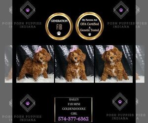 Goldendoodle (Miniature) Puppy for Sale in WARSAW, Indiana USA