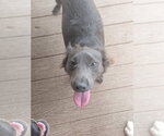 Small #1 Boykin Spaniel