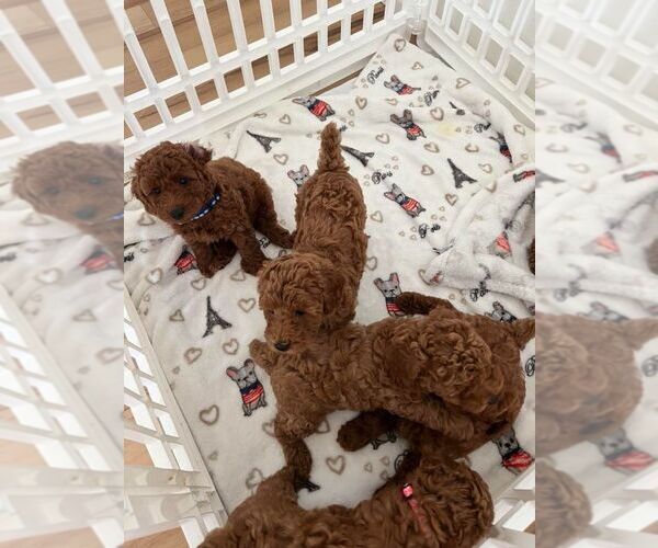 Medium Photo #1 Poodle (Miniature) Puppy For Sale in FLEMING ISLAND, FL, USA