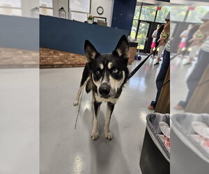 Siberian Husky-Unknown Mix Dogs for adoption in Temple, TX, USA