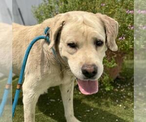 Labrador Retriever Dogs for adoption in San Diego, CA, USA