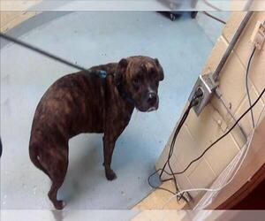 Mastiff-Unknown Mix Dogs for adoption in Tulsa, OK, USA