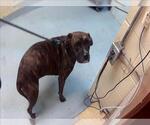 Small Mastiff Mix
