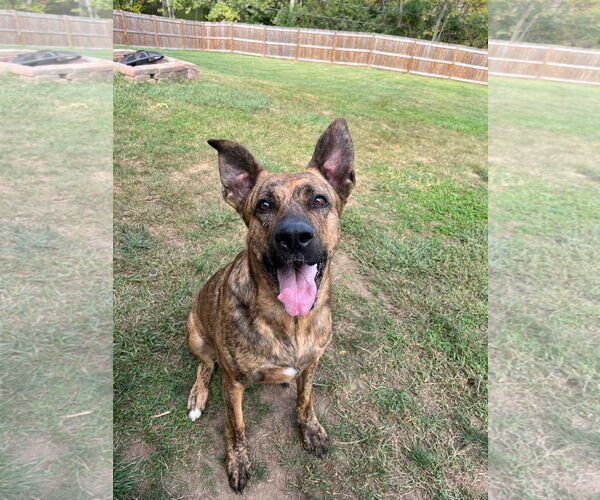 Medium Photo #5 American Pit Bull Terrier-German Shepherd Dog Mix Puppy For Sale in Germantown, OH, USA