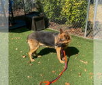 Small #2 German Shepherd Dog