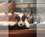 Puppy Lil Heart Pembroke Welsh Corgi