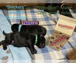Puppy Whopper Labrador Retriever