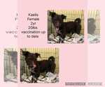 Small Photo #5 Shih Tzu-Unknown Mix Puppy For Sale in Virginia Beach, VA, USA