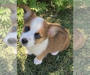 Aussie-Corgi Puppy for sale in BRIGGSDALE, CO, USA