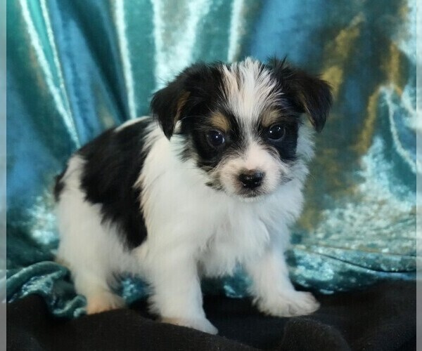 Medium Photo #3 Morkie Puppy For Sale in ROCK VALLEY, IA, USA