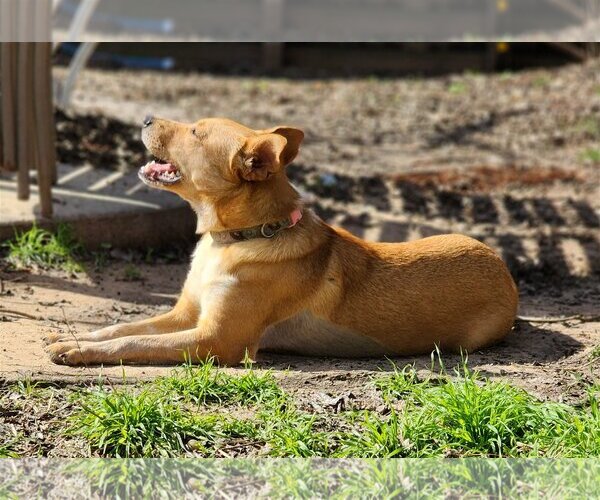 Medium Photo #17 Chihuahua-Unknown Mix Puppy For Sale in Spring, TX, USA