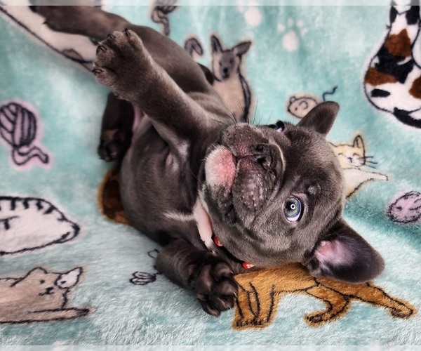 Medium Photo #8 French Bulldog Puppy For Sale in SALEM, OR, USA