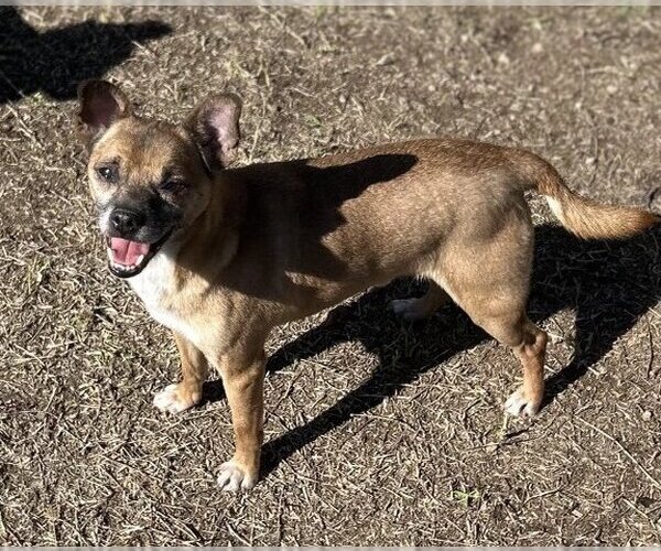 Medium Photo #2 Rat-Cha Puppy For Sale in Phoenix, AZ, USA