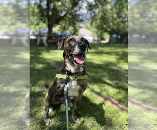 Medium Photo #4 Catahoula Leopard Dog-Unknown Mix Puppy For Sale in Elmsford, NY, USA