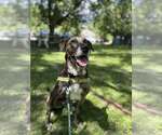 Small #3 Catahoula Leopard Dog Mix
