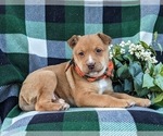 Small Photo #4 American Bulldog-Border Collie Mix Puppy For Sale in LINCOLN UNIVERSITY, PA, USA