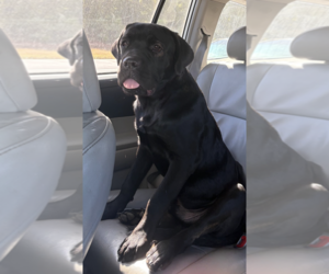 Mutt Dogs for adoption in Decatur, GA, USA