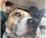 Small #1 American Pit Bull Terrier Mix