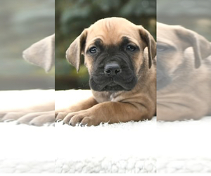 Cane Corso Puppy for sale in DESTIN, FL, USA