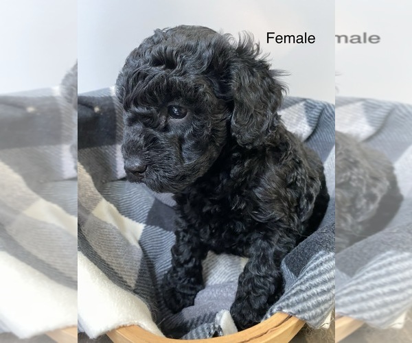 Medium Photo #3 Miniature Labradoodle Puppy For Sale in ELSTONVILLE, PA, USA