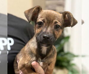 Chiweenie Dogs for adoption in Vail, AZ, USA