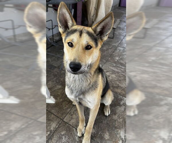 Medium Photo #1 German Shepherd Dog Puppy For Sale in San Bernardino, CA, USA