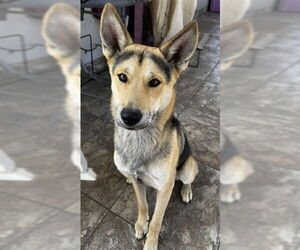 German Shepherd Dog Dogs for adoption in San Bernardino, CA, USA