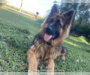 Father of the German Shepherd Dog puppies born on 07/04/2025