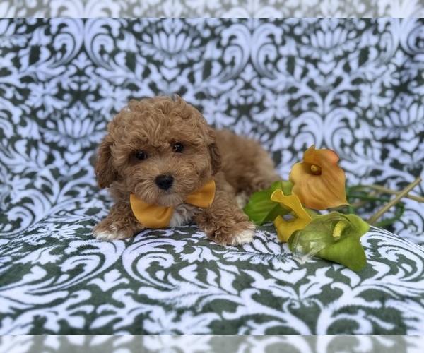 Medium Photo #6 Bichpoo Puppy For Sale in LAKELAND, FL, USA
