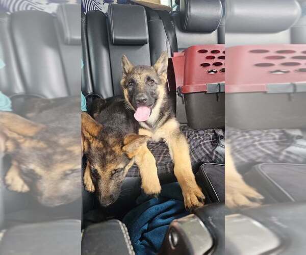 Medium Photo #15 German Shepherd Dog Puppy For Sale in MONROE, WA, USA