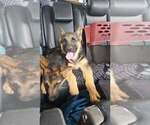 Small #14 German Shepherd Dog