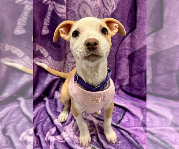 Medium Photo #1 American Staffordshire Terrier Puppy For Sale in Lawrenceville, NJ, USA