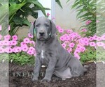 Small #2 Great Dane