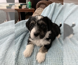 Havanese Puppy for sale in FREDERICK, MD, USA