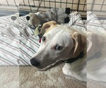 Small #9 Jack Russell Terrier Mix