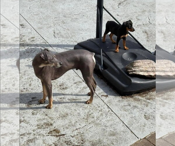 Medium Photo #6 Doberman Pinscher-Unknown Mix Puppy For Sale in Buffalo, MN, USA