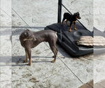 Small Photo #6 Doberman Pinscher-Unknown Mix Puppy For Sale in Buffalo, MN, USA