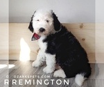 Small Photo #11 Sheepadoodle Puppy For Sale in SEYMOUR, MO, USA